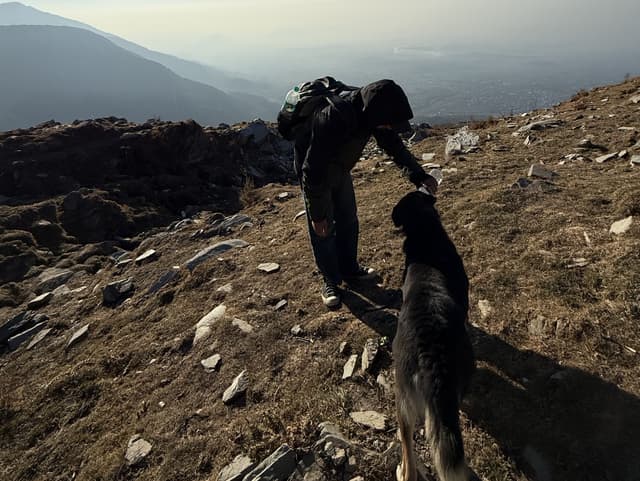 Dog Enjoying